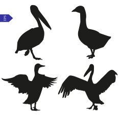Set of vector silhouettes birds