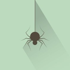 Spider N29