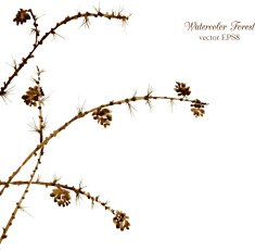 watercolor branches of larch
