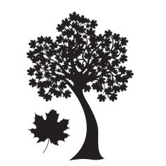 Maple Tree N7