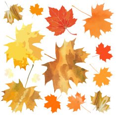 maple leaves N20
