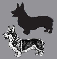 Welsh Corgi Dog