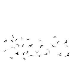 Birds gulls black silhouette on white background Vector N2