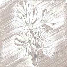Daisies sketch N2
