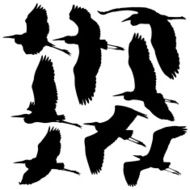Flying Storks Cranes and Herons