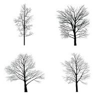 Trees with dead branch N105