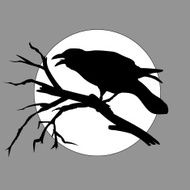 crow in the night