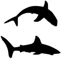 Shark N13