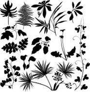 Tropical leaves and branches