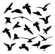 Seagulls vector silhouettes