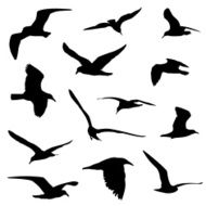 Birds in black silhouette
