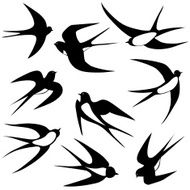 Bird swallow set Vector illustration