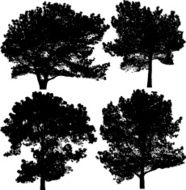 Pine trees silhouettes