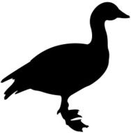 Duck N26