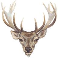 Deer Head N7