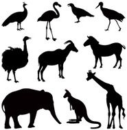 Wild Animals N20