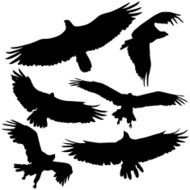 Birds of Prey