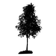 Tree Silhouette Isolated on White Backgorund Vecrtor Illustrati N14