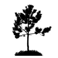Tree Silhouette Isolated on White Backgorund Vecrtor Illustrati N15