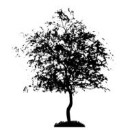 Tree Silhouette Isolated on White Backgorund Vecrtor Illustrati N16