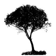 Tree Silhouette Isolated on White Backgorund Vecrtor Illustrati N18