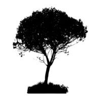 Tree Silhouette Isolated on White Backgorund Vecrtor Illustrati N19