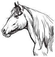 Horse N77