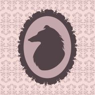 Collie