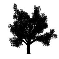 linden