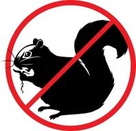 no squirrels