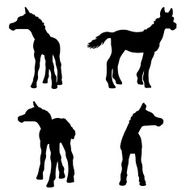 Horse foal silhouettes