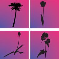 Flower collection N6