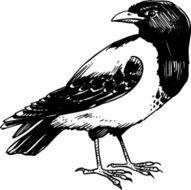 Bird N37