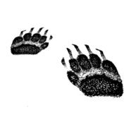 badger footprints