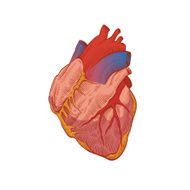 heart abstract isolated on a white backgrounds N6