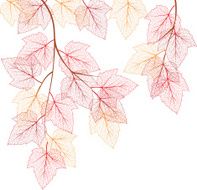 Spiraea autumn leaves