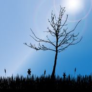 Vector silhouette of tree N9