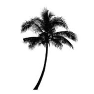 Coconut palm tree silhouette Vector