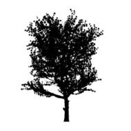 red apple tree silhouette