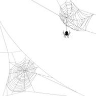 two spider webs