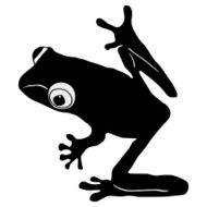Tree frog N2