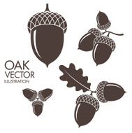 Oak Isolated acorns on white background