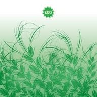 Background with green grass ears of corn