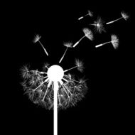 dandelion flowers