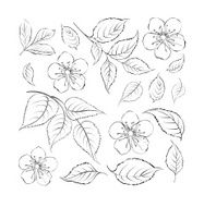 Collection of sakura flowers set N2