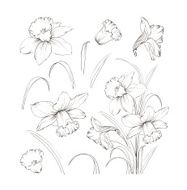 Set of line drawing narcissus vector illustration