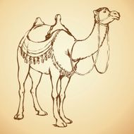 Decorated camel Vector illustration