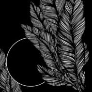 frame of feathers bird