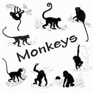Year of the Monkey N60