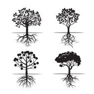 Set of Black Trees and Roots N3